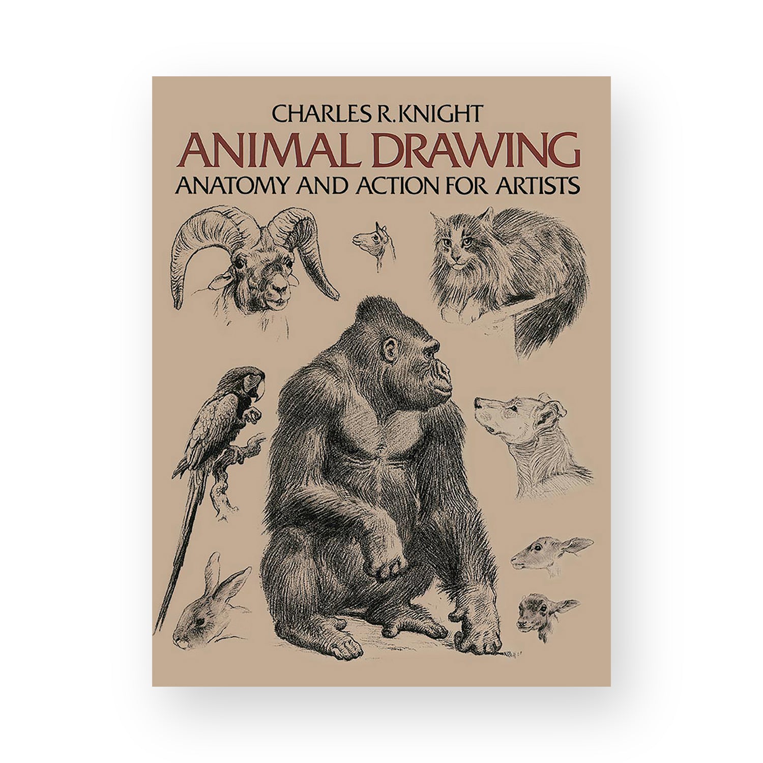 Animal Drawing, Anatomy and Action for Artists by Charles R. Knight ...